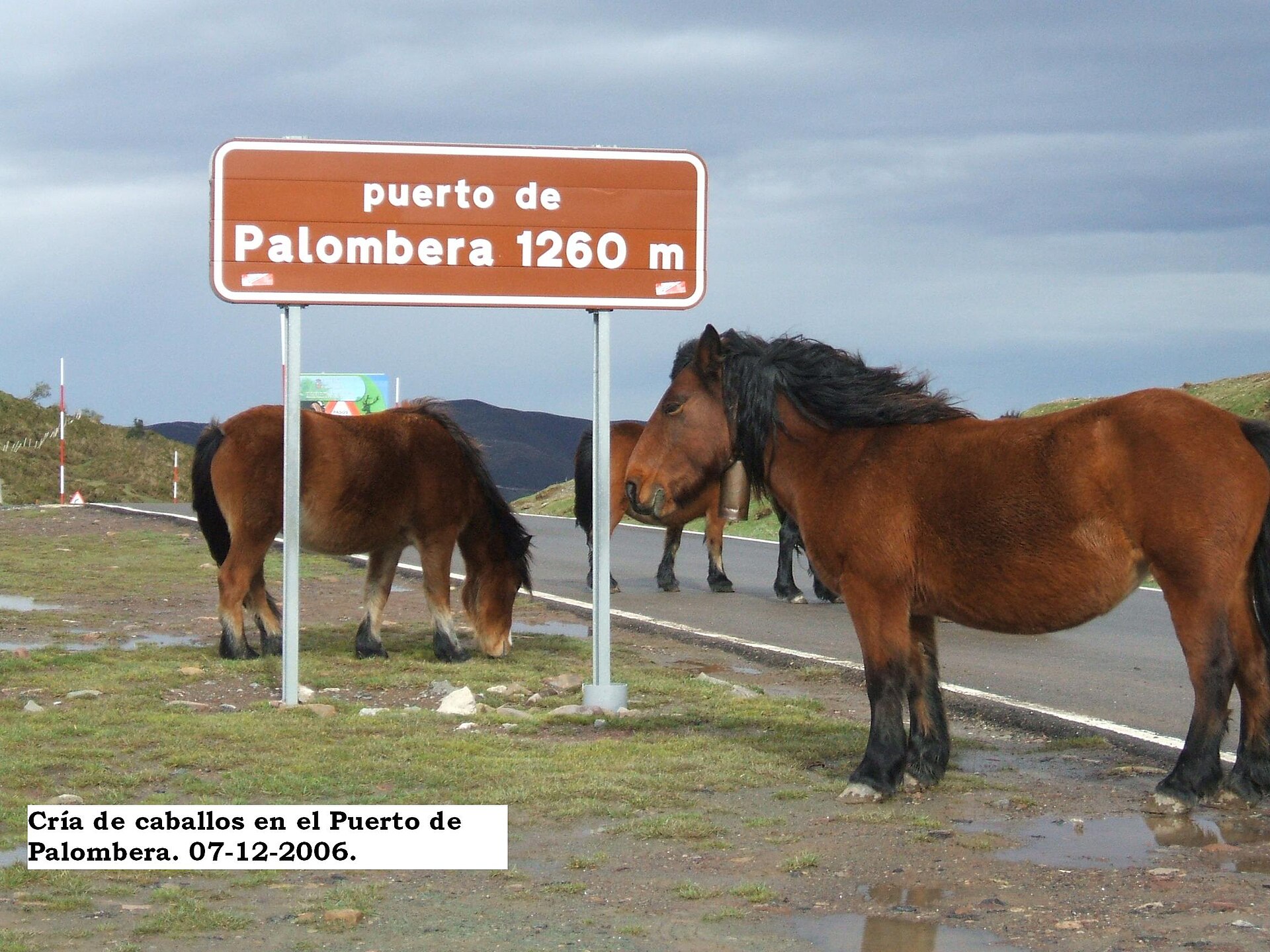 Puerto de Palombera y hayedo del Saja, Cantabria